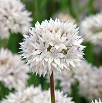 Allium Graceful 10 løg